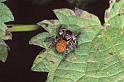 Carrhotus_xanthogramma_P1179_Z_92_Les Gris_Frankrijk